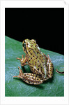 Boophis microtympanum (imerina bright-eyed frog) by Anonymous