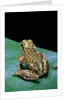 Boophis microtympanum (imerina bright-eyed frog) by Anonymous