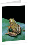 Boophis microtympanum (imerina bright-eyed frog) by Anonymous