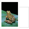 Boophis microtympanum (imerina bright-eyed frog) by Anonymous