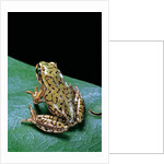 Boophis microtympanum (imerina bright-eyed frog) by Anonymous