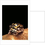 Breviceps adspersus (common rain frog, Transvaal short-headed frog) by Anonymous