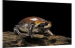 Breviceps mossambicus (flat-face frog, Mozambique rain frog) by Anonymous