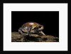 Breviceps mossambicus (flat-face frog, Mozambique rain frog) by Anonymous