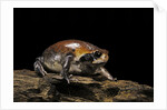 Breviceps mossambicus (flat-face frog, Mozambique rain frog) by Anonymous