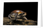 Breviceps mossambicus (flat-face frog, Mozambique rain frog) by Anonymous