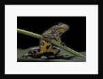 Bombina variegata (yellow-bellied toad) by Anonymous