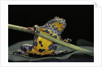 Bombina variegata (yellow-bellied toad) by Anonymous