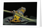 Bombina variegata (yellow-bellied toad) by Anonymous