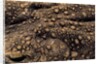 Bufo asper (river toad, Kodok Puru Besar) by Anonymous