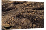Bufo asper (river toad, Kodok Puru Besar) by Anonymous