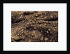 Bufo asper (river toad, Kodok Puru Besar) by Anonymous