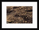 Bufo asper (river toad, Kodok Puru Besar) by Anonymous