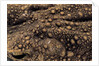 Bufo asper (river toad, Kodok Puru Besar) by Anonymous