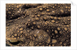 Bufo asper (river toad, Kodok Puru Besar) by Anonymous