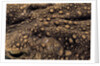 Bufo asper (river toad, Kodok Puru Besar) by Anonymous