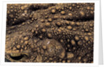 Bufo asper (river toad, Kodok Puru Besar) by Anonymous