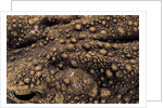 Bufo asper (river toad, Kodok Puru Besar) by Anonymous