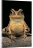 Bufo brauni (dead-leaf toad) by Anonymous