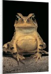 Bufo brauni (dead-leaf toad) by Anonymous