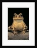 Bufo brauni (dead-leaf toad) by Anonymous