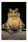 Bufo brauni (dead-leaf toad) by Anonymous