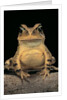 Bufo brauni (dead-leaf toad) by Anonymous