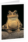 Bufo brauni (dead-leaf toad) by Anonymous