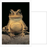 Bufo brauni (dead-leaf toad) by Anonymous