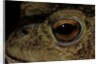 Bufo bufo (european toad, common toad) - eye by Anonymous