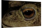 Bufo bufo (european toad, common toad) - eye by Anonymous