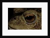 Bufo bufo (european toad, common toad) - eye by Anonymous