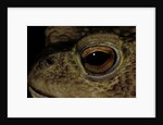 Bufo bufo (european toad, common toad) - eye by Anonymous