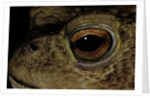 Bufo bufo (european toad, common toad) - eye by Anonymous