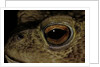 Bufo bufo (european toad, common toad) - eye by Anonymous