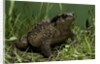 Bufo bufo (european toad, common toad) by Anonymous