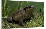 Bufo bufo (european toad, common toad) by Anonymous