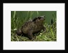 Bufo bufo (european toad, common toad) by Anonymous