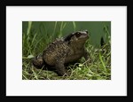 Bufo bufo (european toad, common toad) by Anonymous