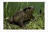 Bufo bufo (european toad, common toad) by Anonymous