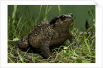 Bufo bufo (european toad, common toad) by Anonymous