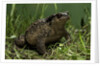 Bufo bufo (european toad, common toad) by Anonymous