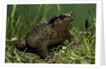 Bufo bufo (european toad, common toad) by Anonymous