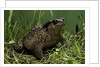 Bufo bufo (european toad, common toad) by Anonymous