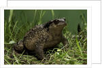 Bufo bufo (european toad, common toad) by Anonymous
