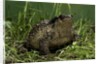 Bufo bufo (european toad, common toad) by Anonymous