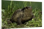 Bufo bufo (european toad, common toad) by Anonymous