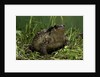 Bufo bufo (european toad, common toad) by Anonymous