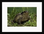 Bufo bufo (european toad, common toad) by Anonymous