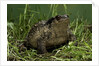 Bufo bufo (european toad, common toad) by Anonymous